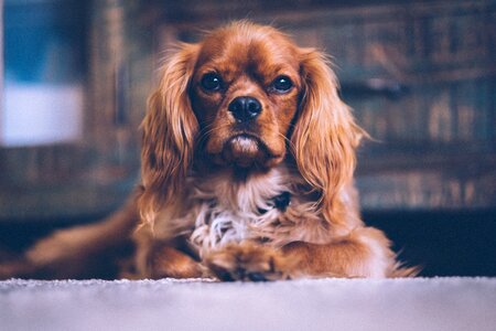 Puppy pet animal