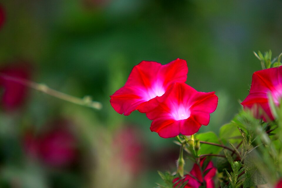 Garden summer morning glory