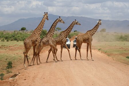 Giraffe desert camel