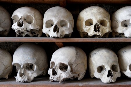 Cranium anatomy ossuary