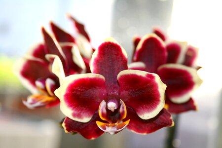 Orchid blossom bloom
