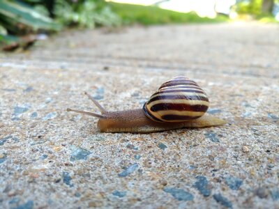 Shell crawling wildlife