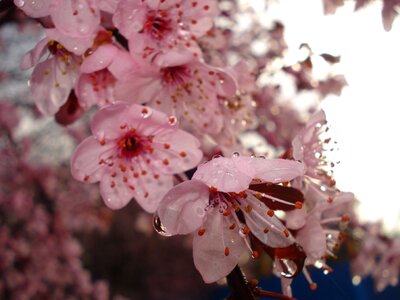 Flower macro rosa photo