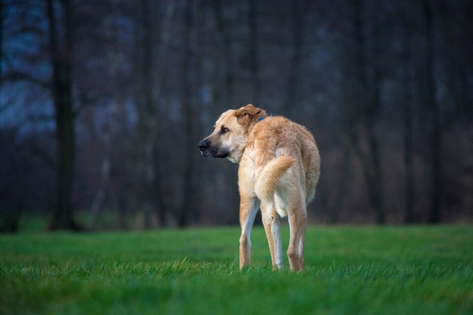 Animal animal world pet
