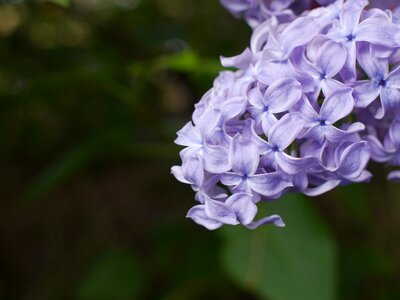 Floral leaf lilac photo