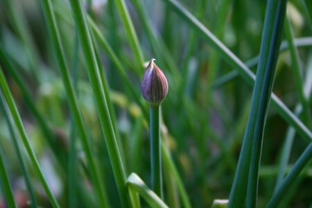 Green purple amaryllidaceae