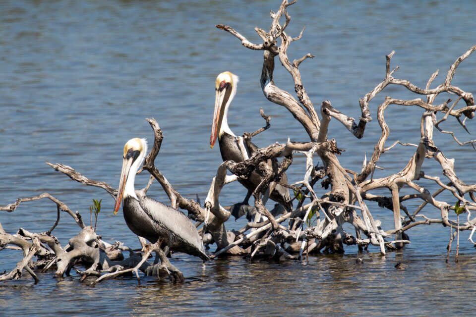 Bird island birding