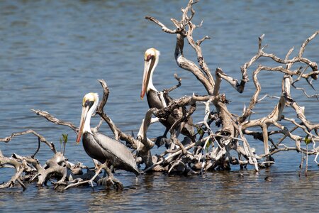 Bird island birding