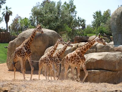 Giraffes giraffe bioparc