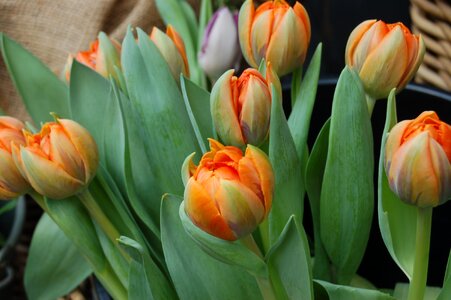Nature tulips orange bouquet photo