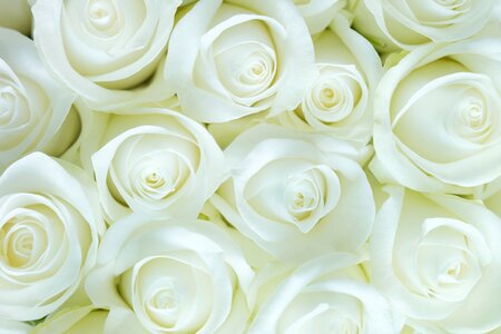 Nature blossom delicate