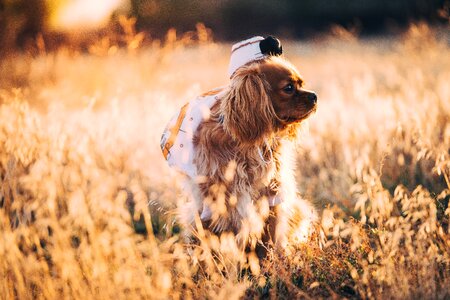 Puppy pet animal