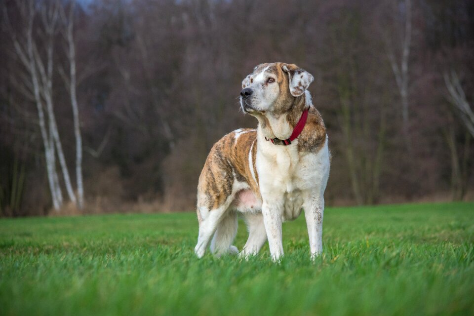 Meadow field mastin