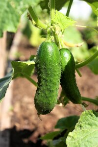 Vegetables harvest dacha
