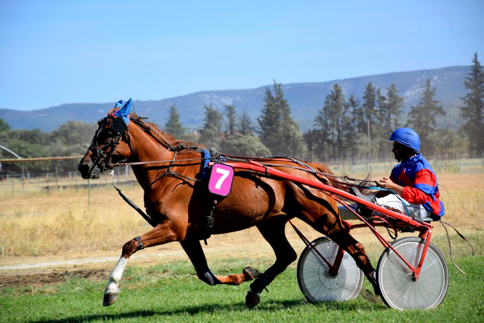 Horses horse racing horseback riding