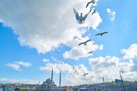 Istanbul environmental birds