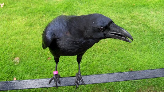 Raptors birds tower of london