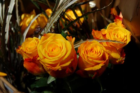 Yellow roses yellow rose rosa