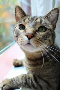 Nice kitten tabby cat