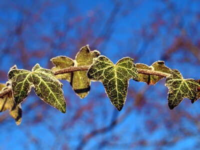 Frost ivy winter