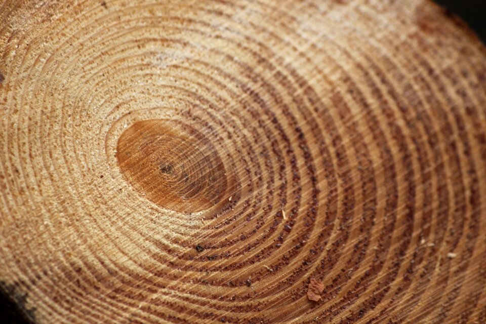 Texture pattern wood