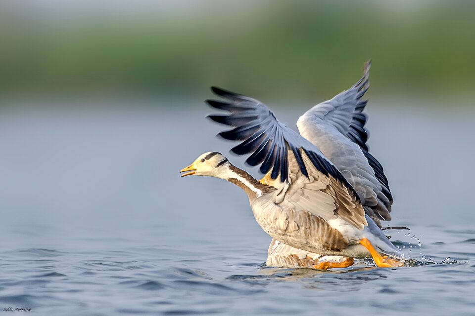 Bar headed goose photo