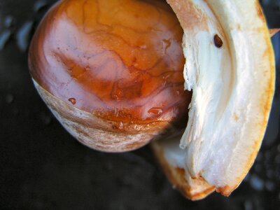 Chestnut nature seed
