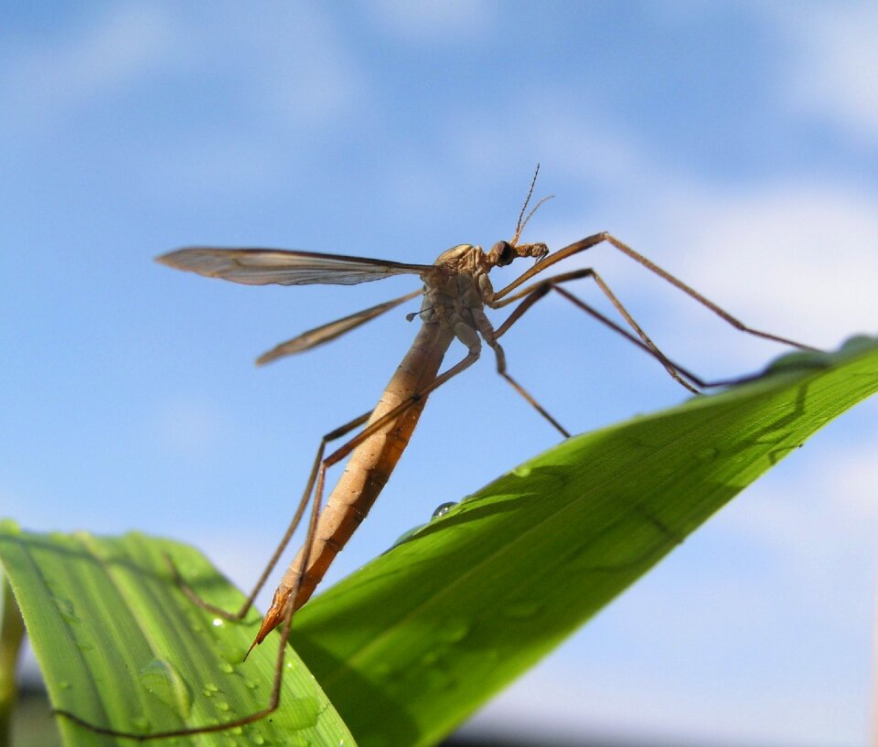Crane fly insect spider