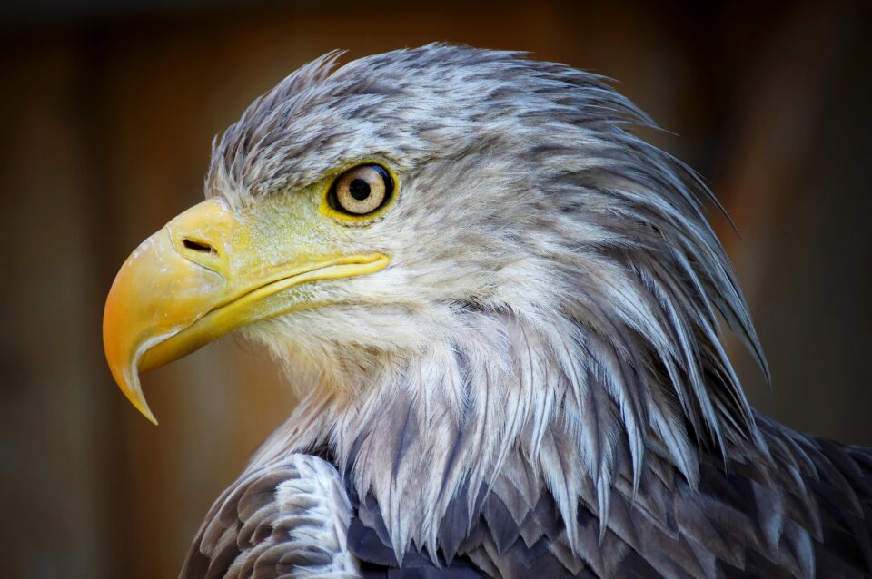 Nature predator closeup