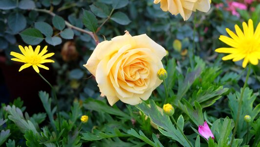 Nature rose garden