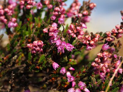 Pink calluna vulgaris calluna