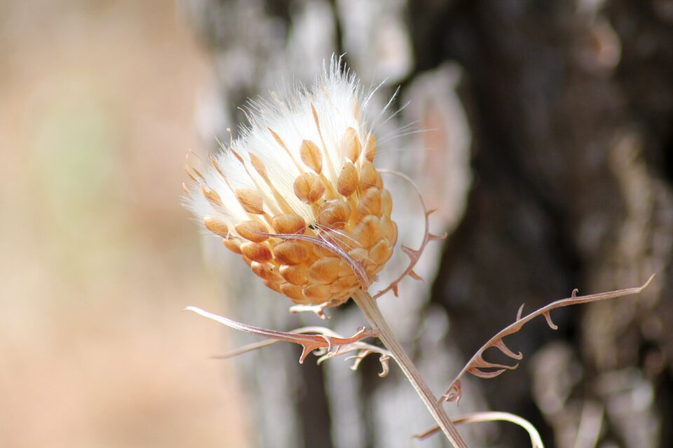 Thistle wild flower provence