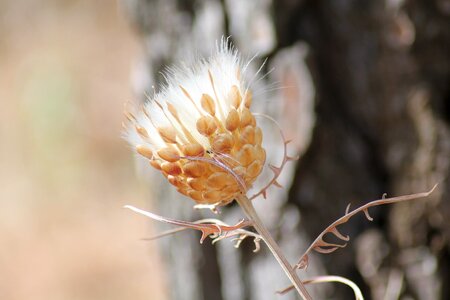 Thistle wild flower provence photo