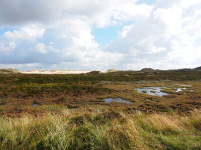 Heather heath area heath ecosystem