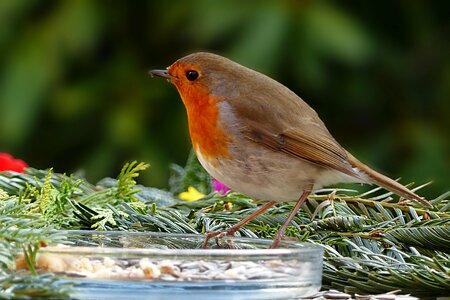 Songbird robin erithacus rubecula