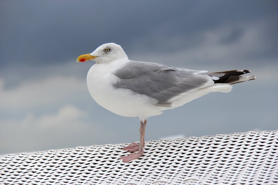 Waters seagull sky