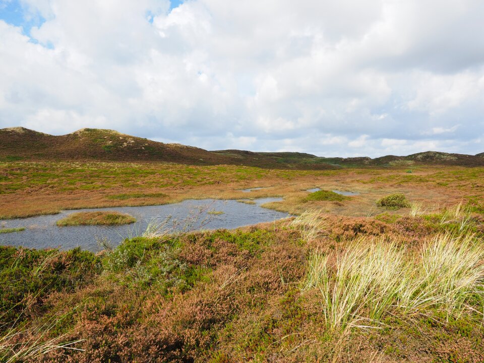 Retama peat bog heather