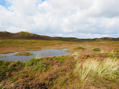 Retama peat bog heather