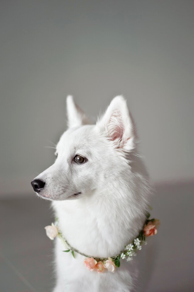 Companion animal dog
