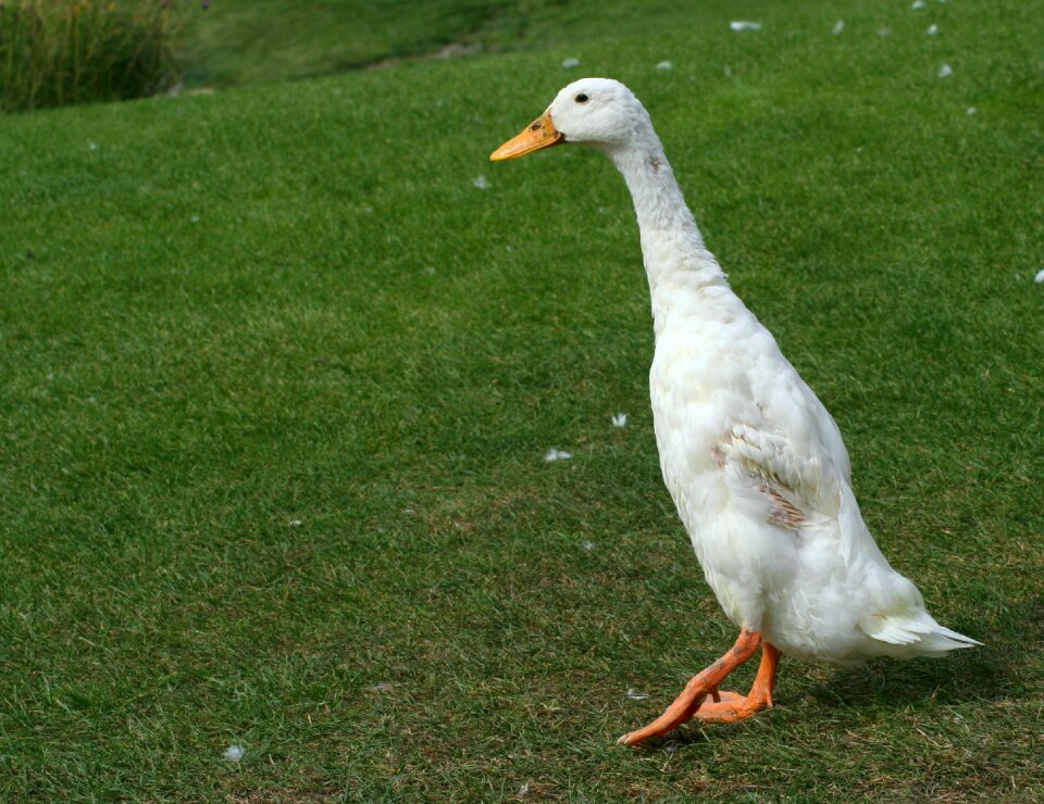 Runner duck animal bird