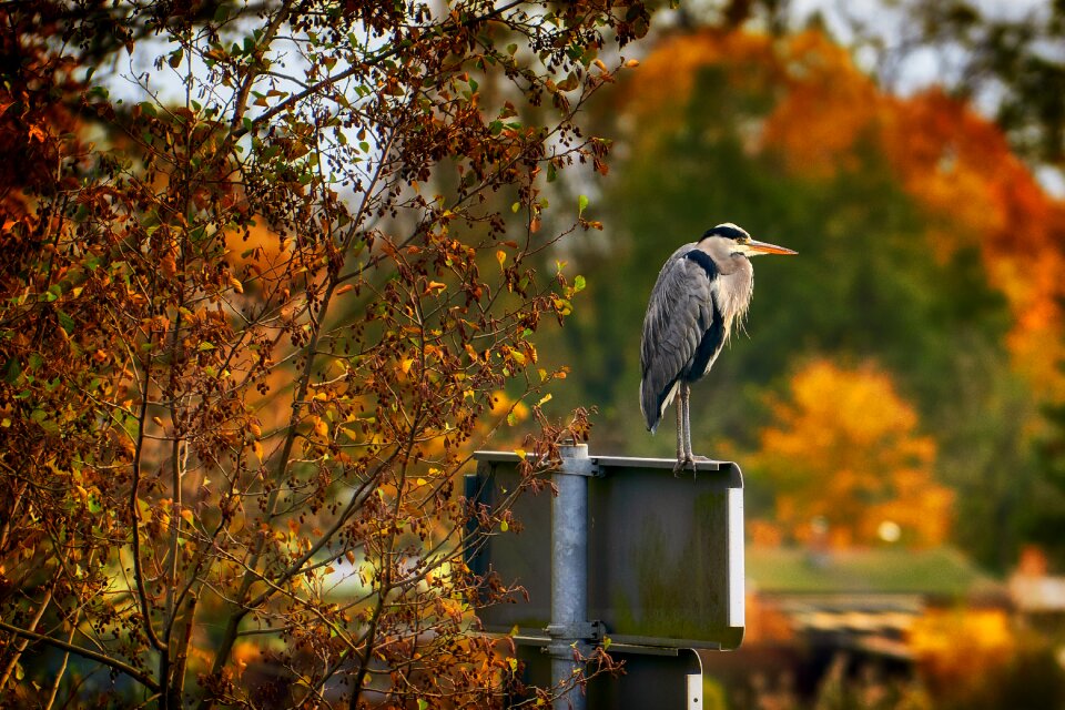 Grey heron nature golden autumn