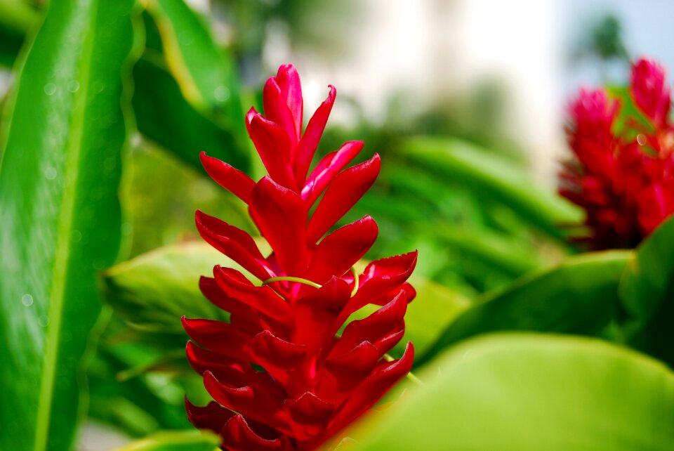 Nature floral plant