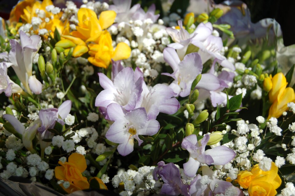 Nature floral spring