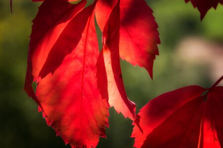 Sun autumn nature