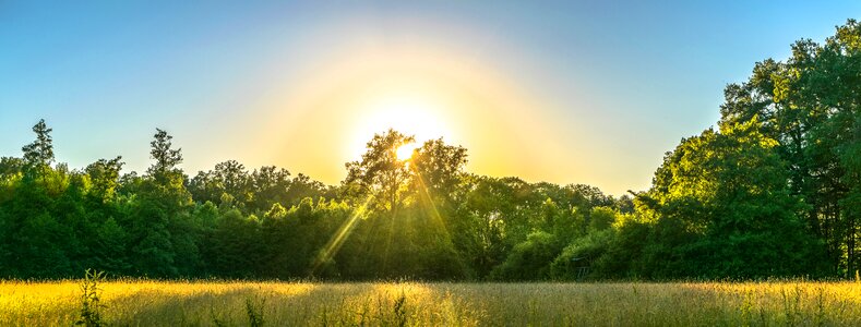Forest evening sun meadow