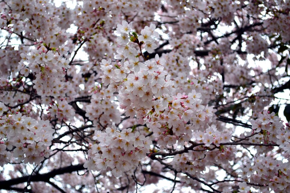 Nature blossom spring