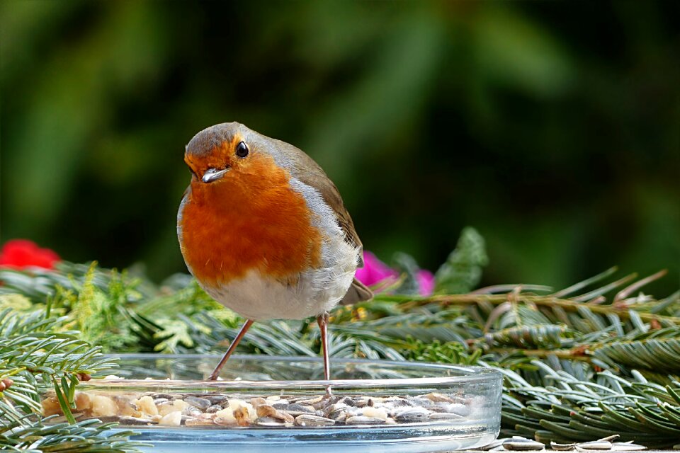 Songbird robin erithacus rubecula