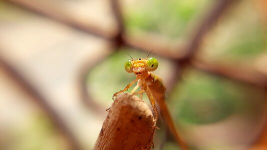 Leaf outdoors insect