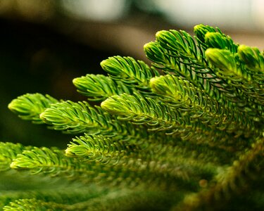 Leaf conifer branch