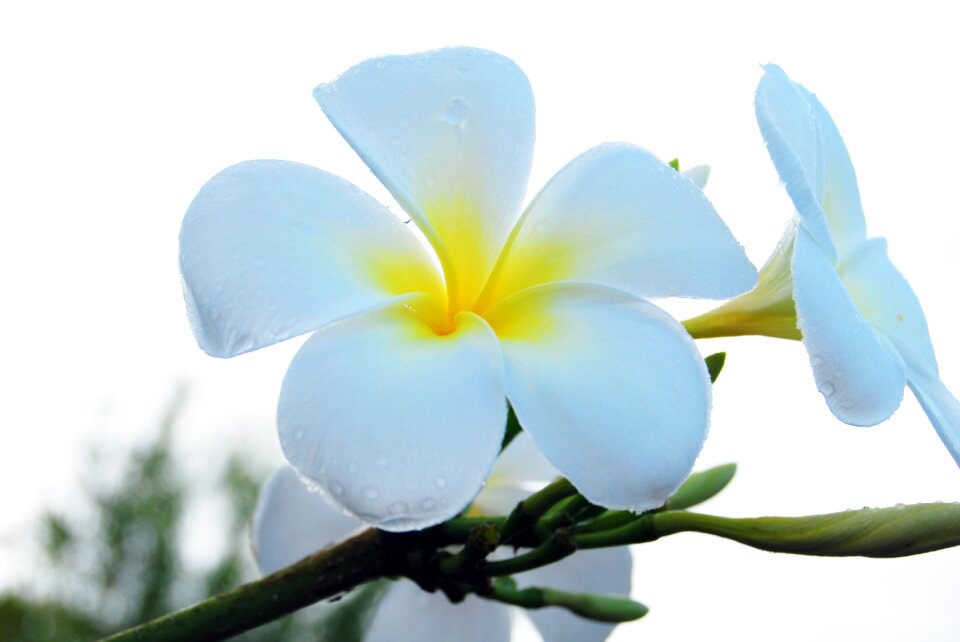 Nature tropical summer
